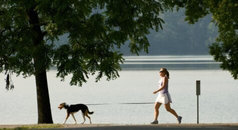 How to Move Your Pets: Tips on Moving With Dogs, Cats and More