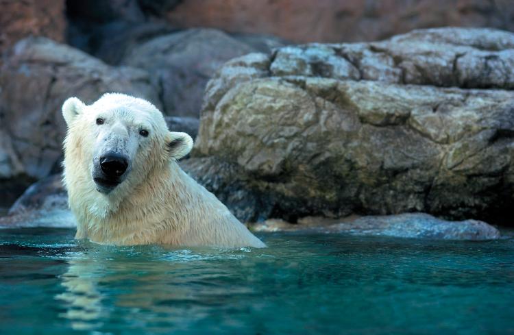 The North Carolina Zoo in Asheboro, NC