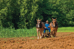 Randy Tidwell of Tidwell Farm in Dickson, TN disks a field with draft horses