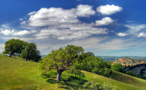 Mount Diablo Foothills near Walnut Creek California