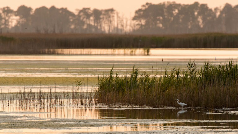 wildlife refuge scene