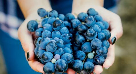 Hands holding grapes