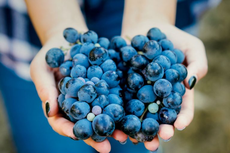Hands holding grapes