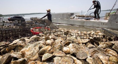 Oysters on the Virginia Oyster Trail|Virginia Oysters|Virginia Oysters|Virginia Oysters