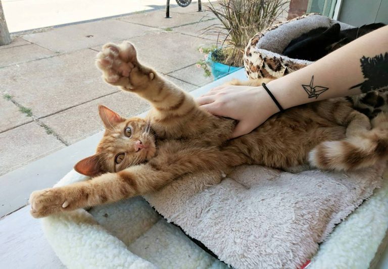 Best Cat Cafes in America