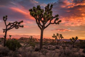 Joshua Tree CA