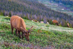 CC TX|STL|EP CO|IP ID|MIA|CB OR|HI|EP CO