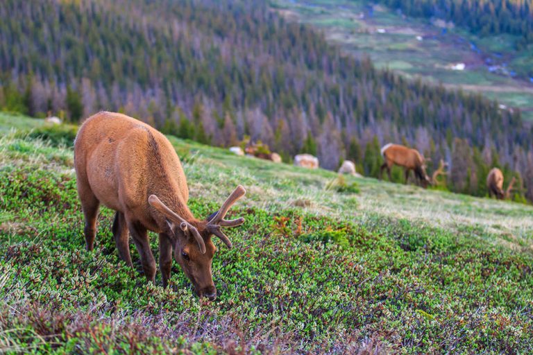 CC TX|STL|EP CO|IP ID|MIA|CB OR|HI|EP CO