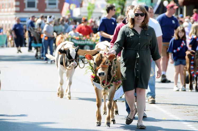 Strolling of the Heifers in Brattleboro, VT
