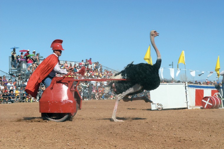 Ostrich Festival