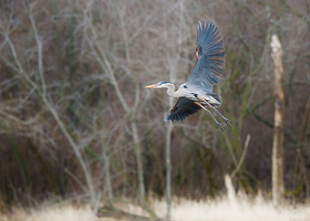 Ames, Story County, IA
