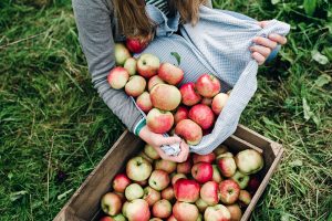 Portrait of a teenage girl, 13 years old, collecting apples from the orchard in her apron then pouring them into a wooden apple box. I
