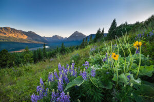 Flower field overlooking the mountains at glacier national park are among the most instagram-worthy places in the United States.