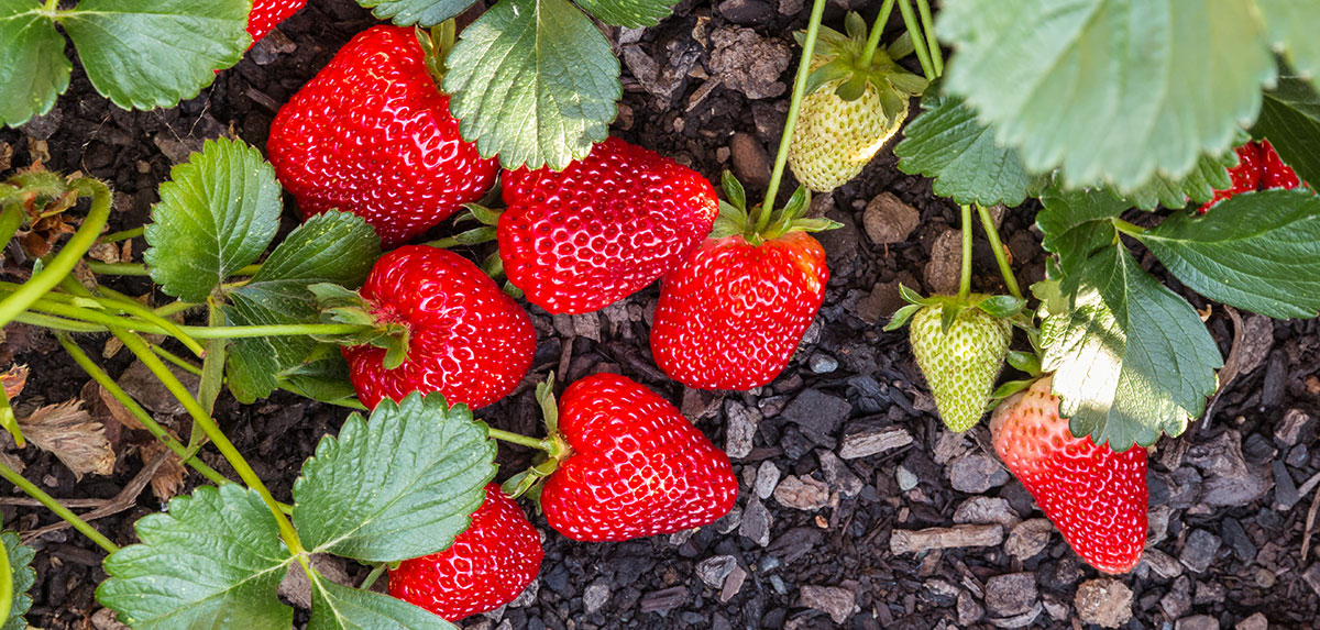 strawberries in the field
