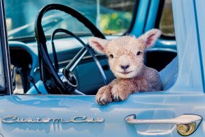 A Nubian goat in Alabama