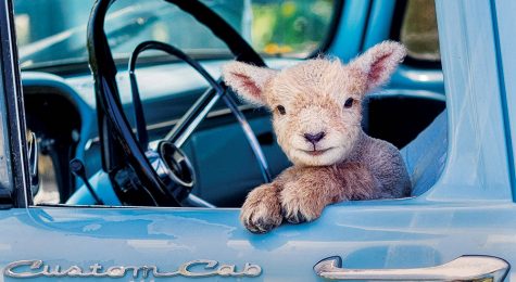 A Nubian goat in Alabama