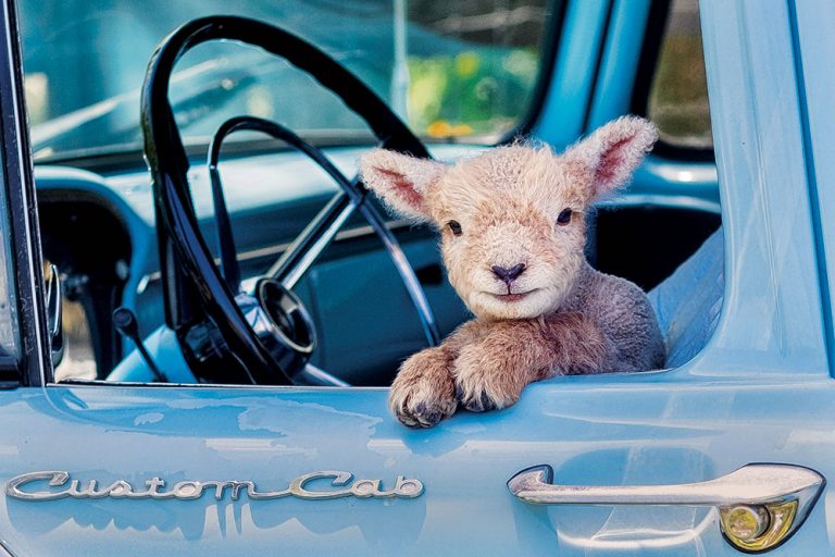 A Nubian goat in Alabama