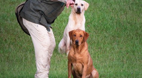 Wildrose Kennels in Oxford, MS
