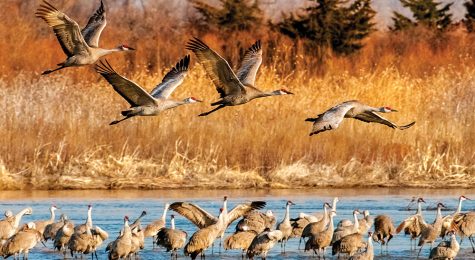 Sandhill crane migration