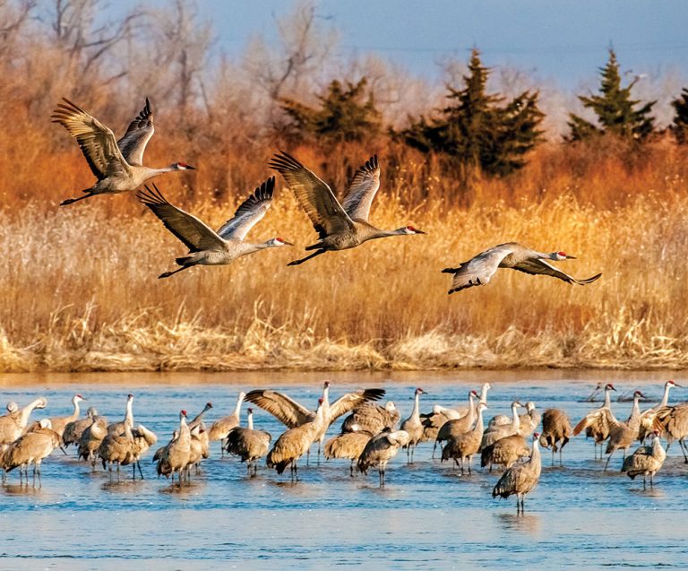 Sandhill crane migration