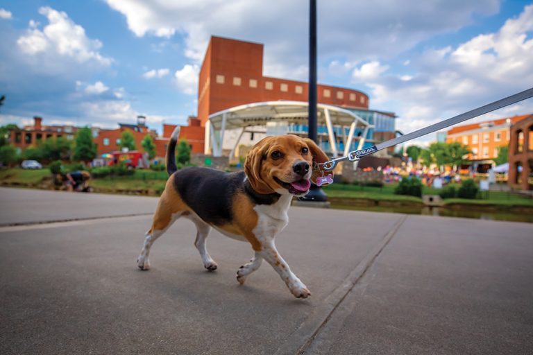 Dog walking along Falls Park in Greenville, S.C.