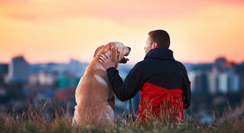 Looking for places you can vacation with your pup? Check out this list of some of the most Fido-friendly cities in the U.S.  