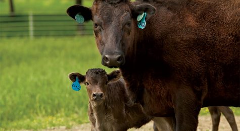 Agriculture in Robertson County, TN