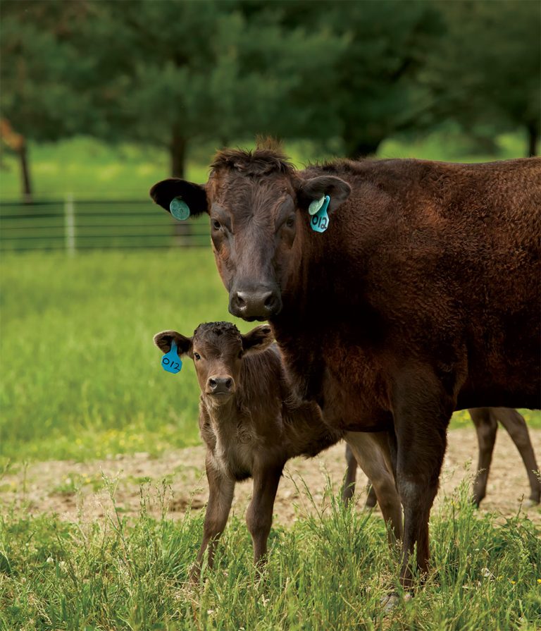 Agriculture in Robertson County, TN