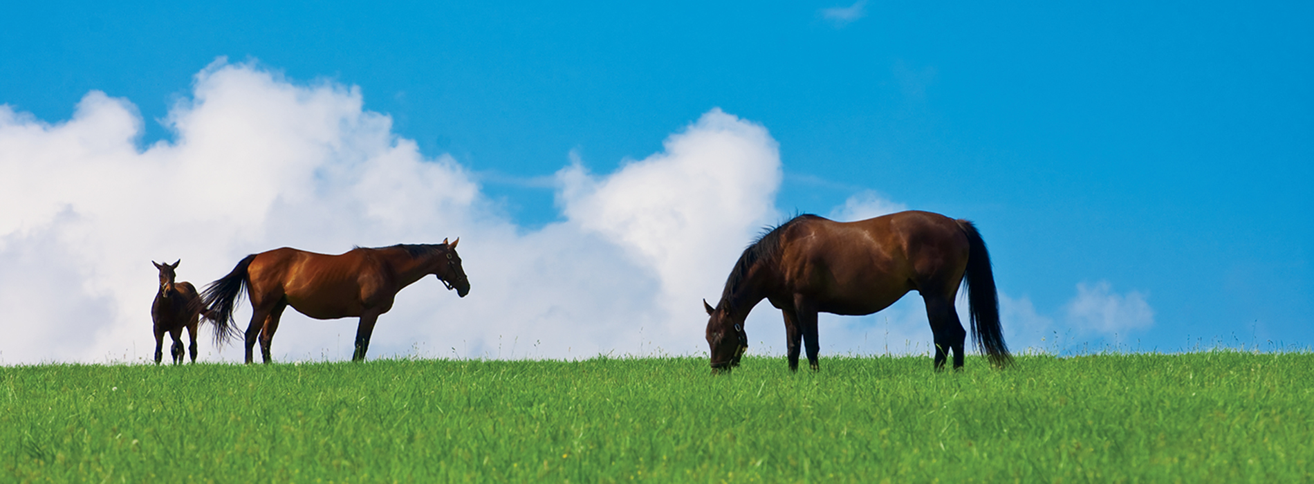 Horses in Lexington KY
