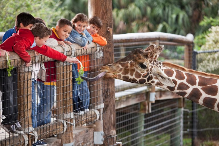 Large group of children (7 to 11 years) at zoo. Focus on giraffe and boy in foreground feeding giraffe.