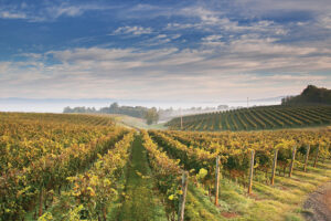 Photo of the fields at Barboursville Vineyards in Central Virginia.