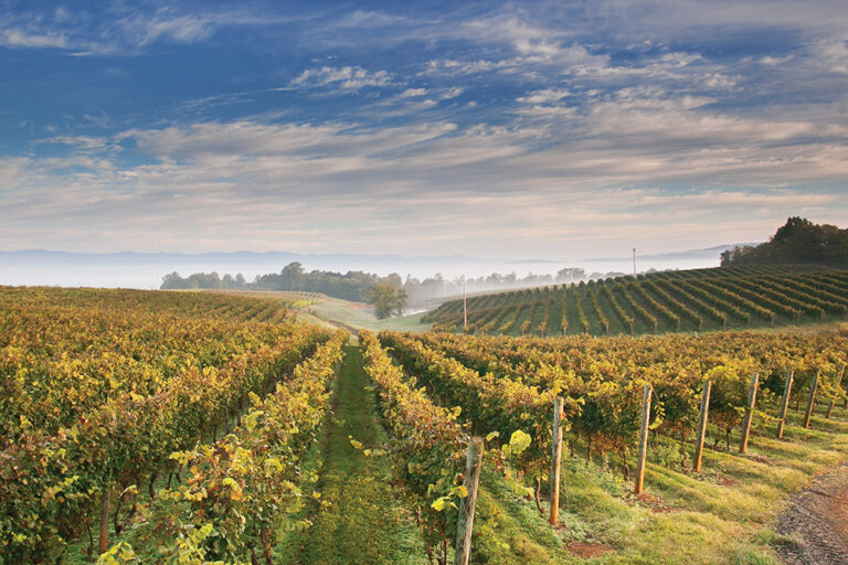 Photo of the fields at Barboursville Vineyards in Central Virginia.