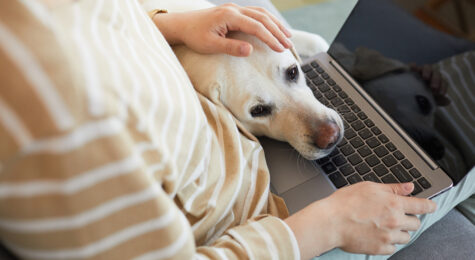 Close up of dog lying had on laptop and cuddling with young woman working from home, copy space