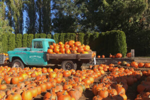 Little blue truck full of pumpkins at a pumpkin patch.