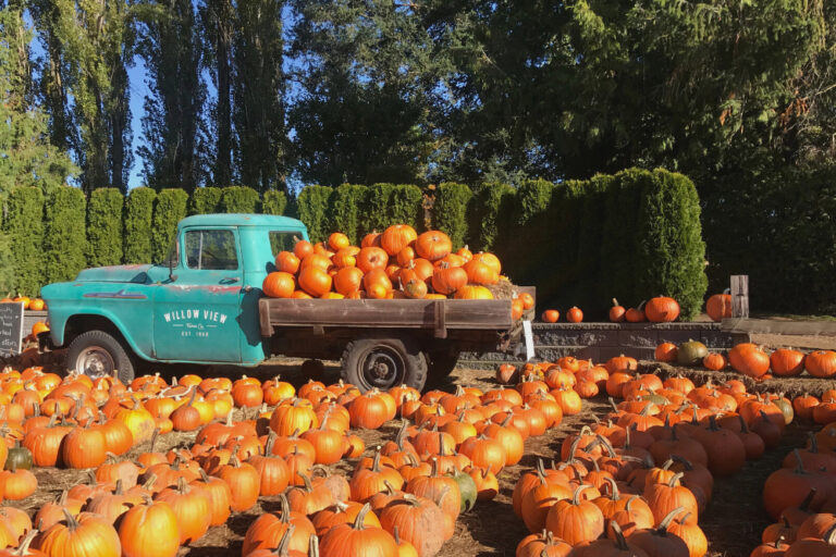 Little blue truck full of pumpkins at a pumpkin patch.
