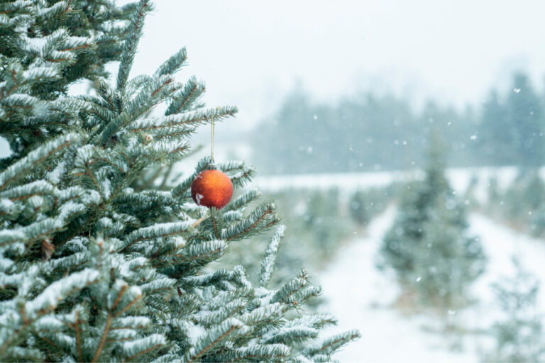 A pine tree on a Christmas tree farm. It has a red decoration hanging on it.