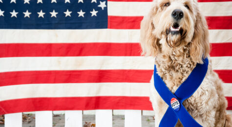A stock photo of a Golden-doodle dog wearing a Vote button