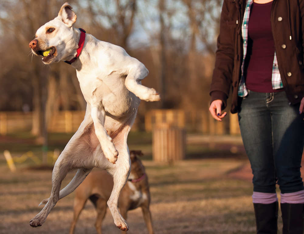 Drew Graham plays with her dogs Memphis (the brown one) and Jacks at the new Tower dog park in Brentwood, TN. Brentwood is in Williamson County.