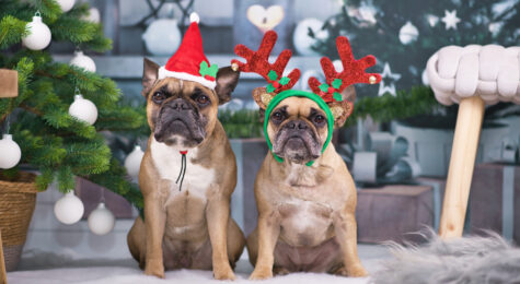 what to get your pet for christmas