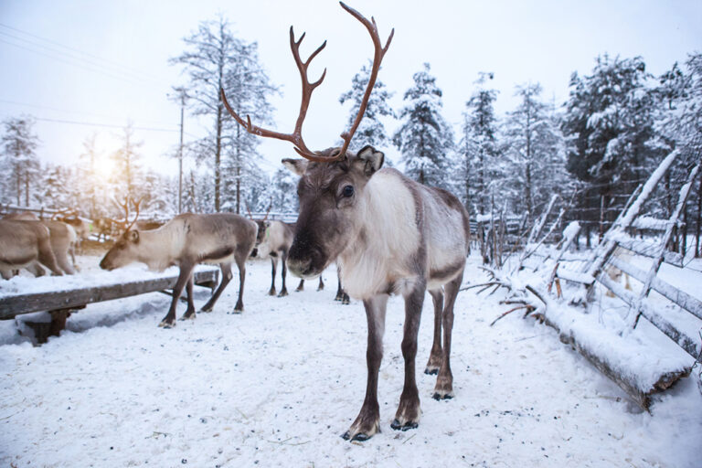 herd of reindeers on a reindeer farm