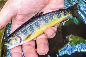 Wild Brook Trout caught at Penns Creek in PA.
