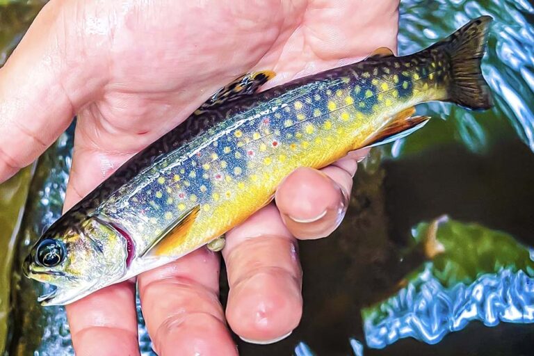 Wild Brook Trout caught at Penns Creek in PA.