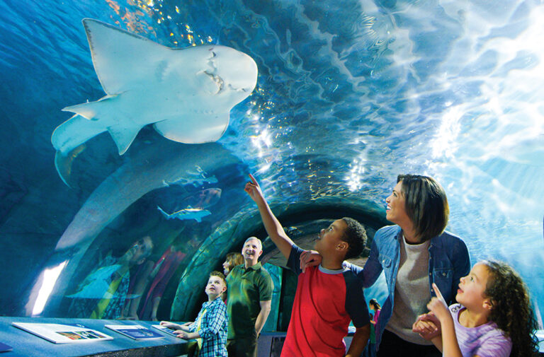 Newport Aquarium invites you to swap stares with white crocodiles, enjoy some (manta) rays and brave a rope bridge across a tank full of sharks. The Newport Aquarium is located in Northern Kentucky.
