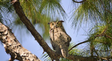 The Econ River Wilderness area, where hikers can see plenty of wildlife like great-horned owls, is a short drive from Alafaya, FL.