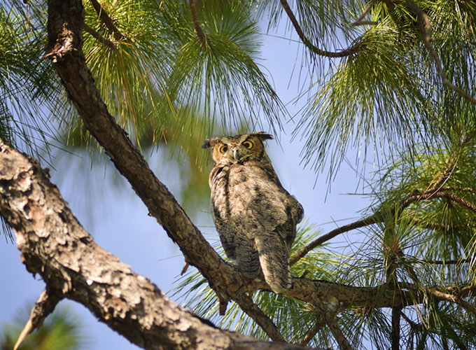 The Econ River Wilderness area, where hikers can see plenty of wildlife like great-horned owls, is a short drive from Alafaya, FL.