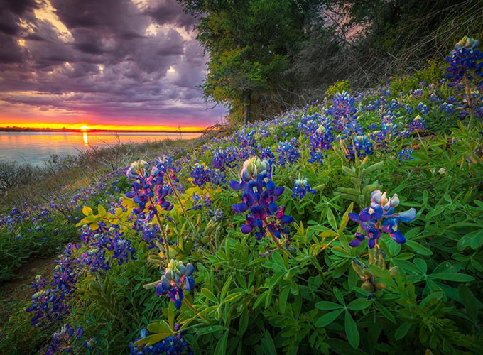 The prolific wildflowers in Flower Mound, TX, make this Dallas-Fort Worth suburb a pretty place to live.