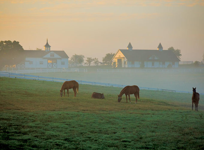 Horses graze in a field at dusk in Lexington, KY, known as the “Horse Capital of the World.” The city's strong economy, education and affordable housing market are what helped this city earn its designation as one of the best places to live in the U.S.