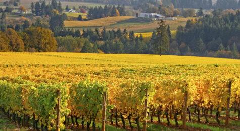 rows of grape vines in Autumn colors in the Willamette Valley in Oregon