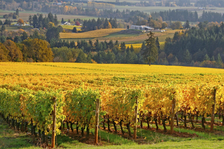 rows of grape vines in Autumn colors in the Willamette Valley in Oregon