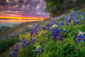 The prolific wildflowers in Flower Mound, TX, make this Dallas-Fort Worth suburb a pretty place to live.